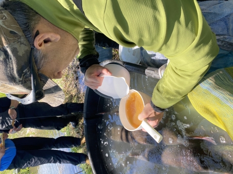 The milt and eggs are stirred around and rinsed. 