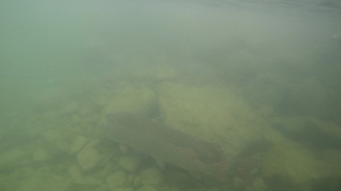 Musky swimming side by side underwater. 