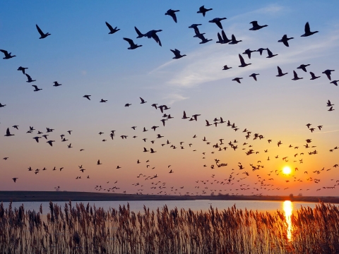 Ducks flying over water