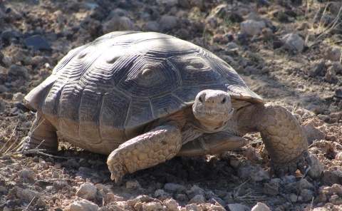 Desert Tortoise walking in the desert