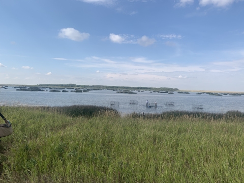 five swim in traps are set to catch ducks in a wetland surrounded by prairie grasses