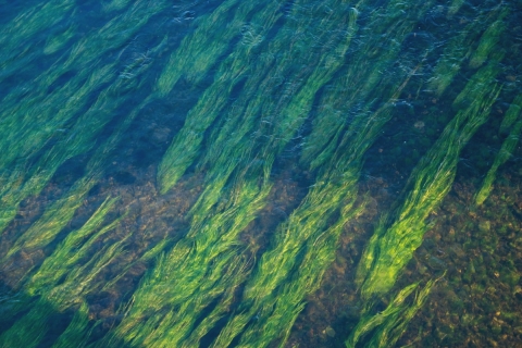 Looking down from above at seagrass underneath water.