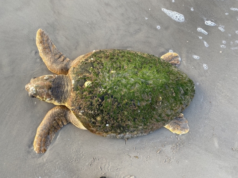 A stranded loggerhead sea turtle on a Texas beach