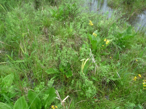 Photo looks down into open field with low vegetation covered in green grass and shallow water. 