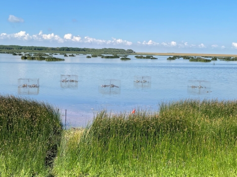 five round swim in traps set in a wetland