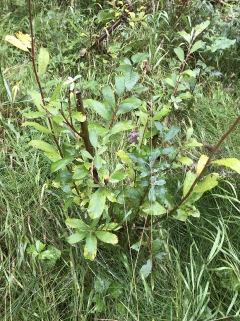 Pacific Willow sappling 