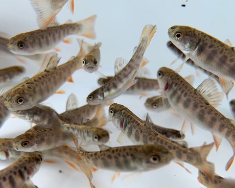 Brook trout fry waiting to be measured