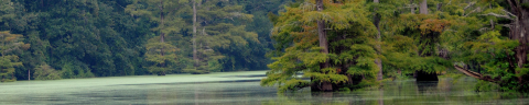 Bald cypress trees poking out of a lake.