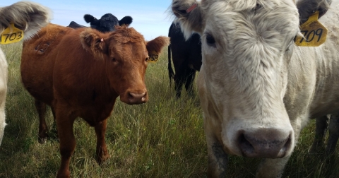 Cows grazing on USFWS land