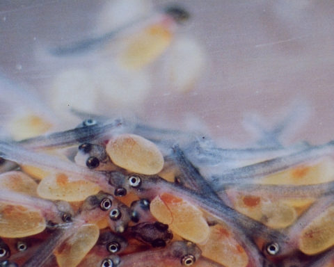 Sac Fry Stage Trout - Chattahoochee Forest NFH (GA)