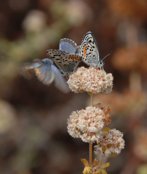 two white, black and orange butterflies sit on buckwheat