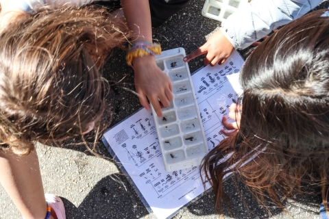 Two people crouching beside an ice cube tray filled with water and insects, which is set on an identification key.