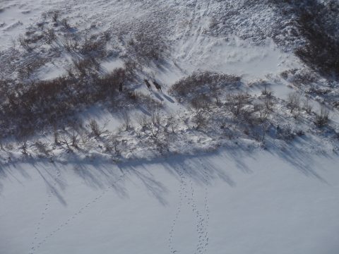 Moose from an airplane