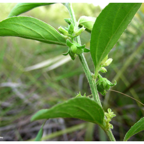 Green plant with budding flowers light green leaves.