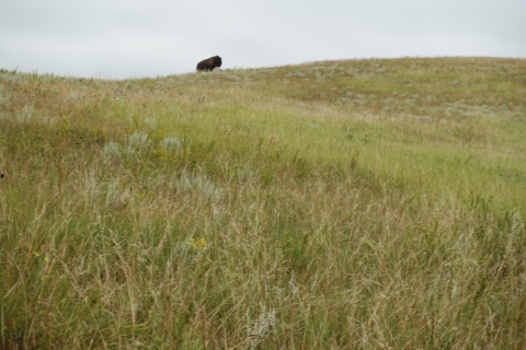 A lone bison stands atop a grassy hilltop