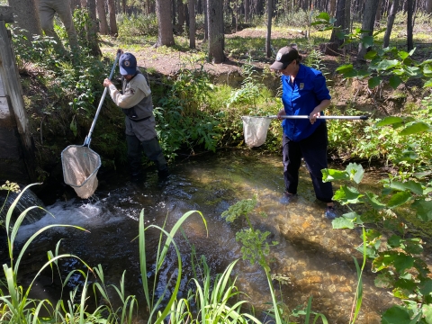 man and woman standing in a creek holding two nets and looking into the water