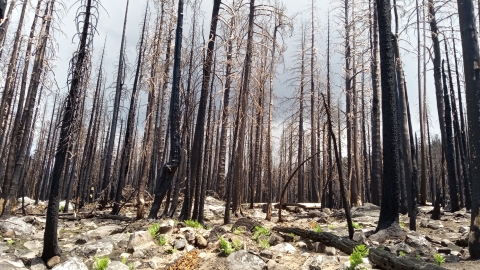 blackened, completely burnt trees stand like skeletons in the forest. Ferns are sprouting on an otherwise barren forest floor.