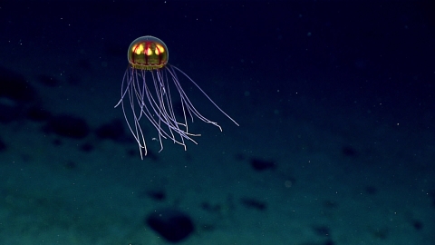 Crossota hydromedusa suspended in ambush predation mode at Mariana Trench NWR.