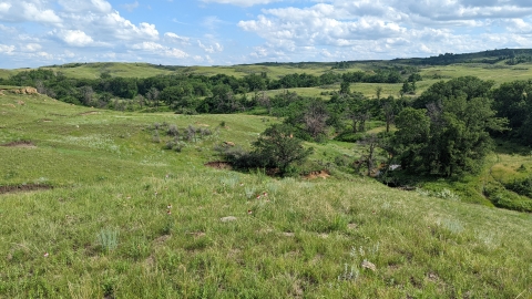 A rolling hill landscape dotted with shrubs and trees