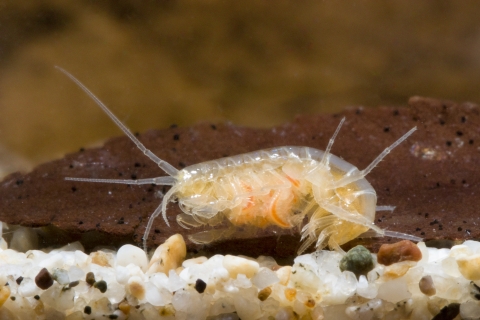 Peck's cave amphipod