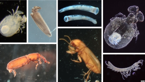 Texas groundwater invertebrates