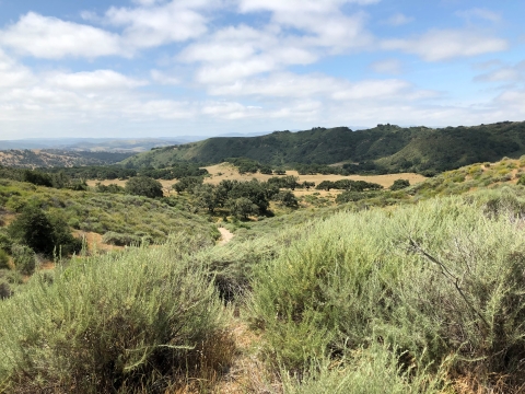 Landscape view of mountains covered in pine trees and below blue skies