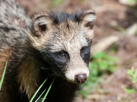 A close up image of the face of a fox-like mammal native to East Asia