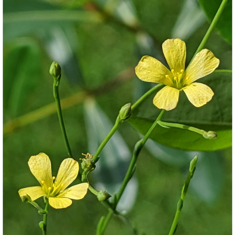 two yellow, daisy-like flowers with five petals.