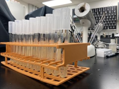 Vials in vial holder in lab