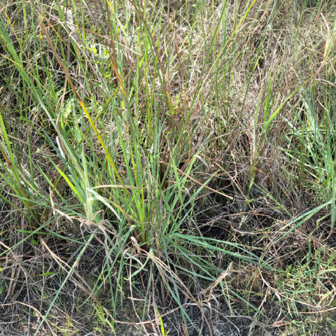 Crabgrass shooting up from the ground