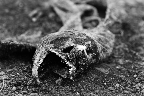 a dead sockeye salmon without eyeballs