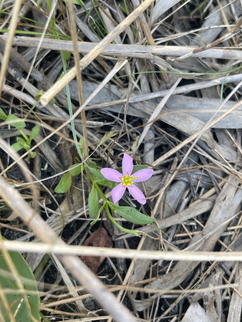 a small pink flower with five petals and a yellow star-shaped center