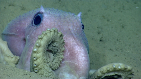 an octopus sits half-buried in sediment on the ocean floor. It's tentacles curl up and rest against its head