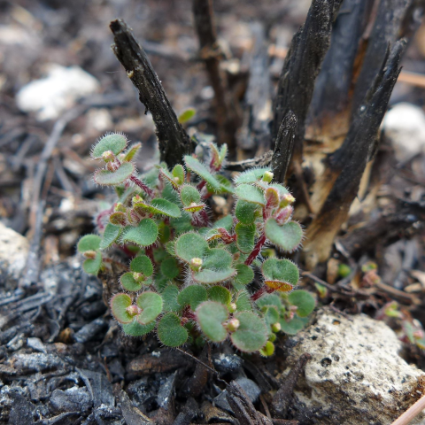 Small delicate fuzzy green leaves sprout from ashes over limestones.