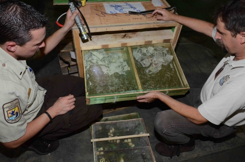 Two male wildlife inspectors examine snake shipment. 