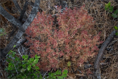 A plant with large clusters of red flowers