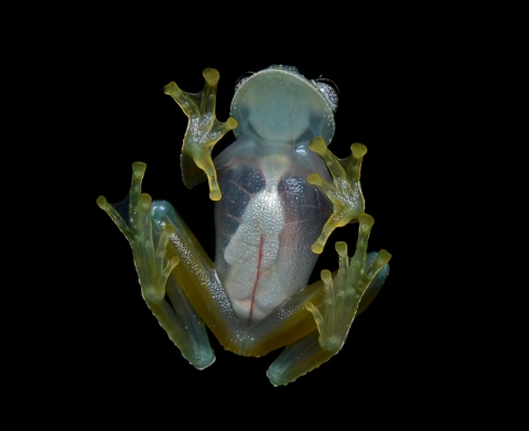 Photo description and credit info: Full shot taken from under a glass surface to be able to see through the glass frog’s abdominal area