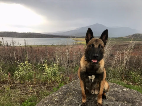 Federal Wildlife Canine Togo sits for a picture with 