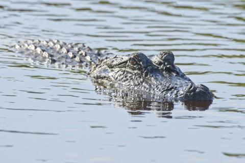 American alligator swimming in the water