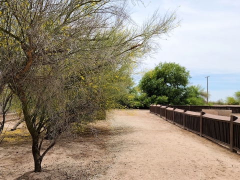 Trail with a flowering tree on 1 side and a rail on the other.