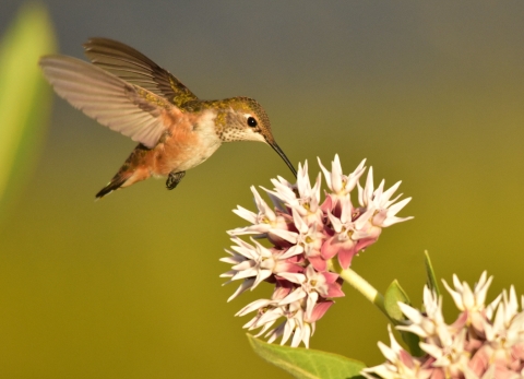 Rufous Hummingbird on snowy milkweed.