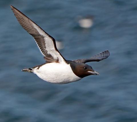 a black and white bird in flight over water