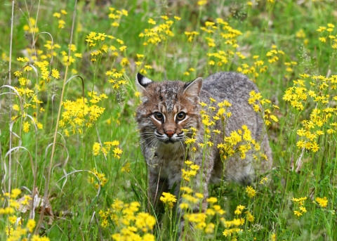 Bobcat walking through yellow wildflowers