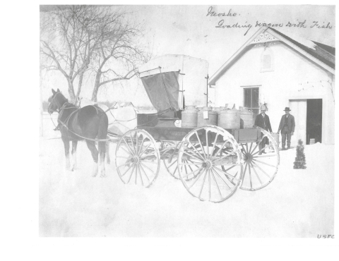 Horse drawn wagon from the 1880's with milk cans of fish to transport in Missouri