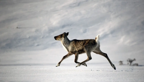 A single caribou running through a snow covered landscape