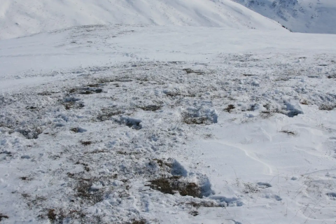 Evidence of caribou shoveling and digging through the snow for lichens with disturbed fresh snow. 