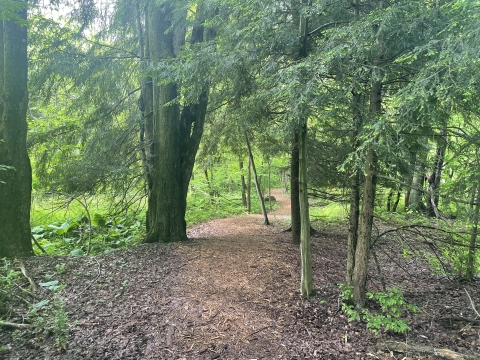 The Tsuga Trail passes through dense stands of hemlock.