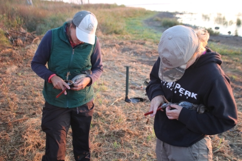 Seasonal Staff assists in Duck Banding