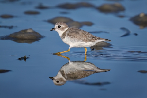 A small bird at the beach