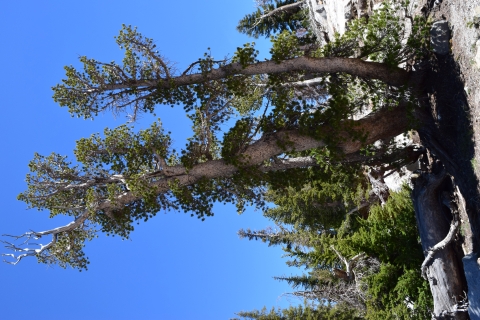 Large whitebark pine tree